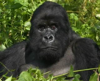 Telegram sticker 😳 Гориллы by @fStikBot