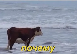 Телеграм стикер 🌟 Всякое by @fStikBot