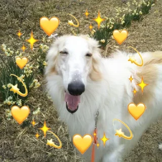 Video sticker ❤️ longnose style