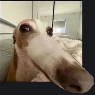 Video sticker 👀 longnose style