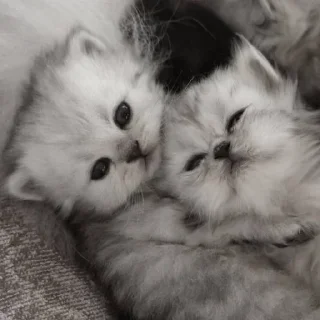 Telegram stiker 🥰 *ੈ✩‧₊˚༺ 𝗱𝗮𝗿𝗸’𝗱𝗹𝘅 ༻*ੈ✩‧₊˚