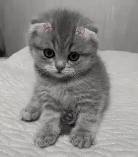 Telegram stiker 🫤 *ੈ✩‧₊˚༺ 𝗱𝗮𝗿𝗸’𝗱𝗹𝘅 ༻*ੈ✩‧₊˚