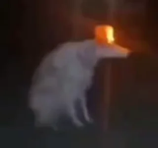 Video sticker 🚨 BABY