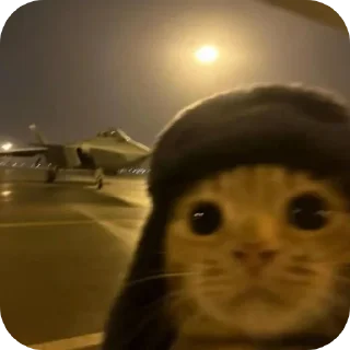 Video sticker 🐱 @mooneshyne