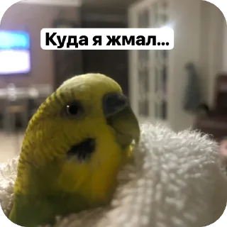 Telegram stiker 🫥 Машинки биб биб