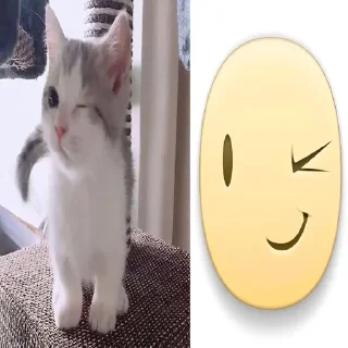 Video sticker 🤩 imnothomo @TgEmodziBot