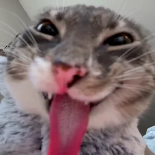 Video sticker 😛 @Ali_R4X