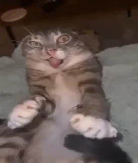 Video sticker 🌟 silly cat rigby