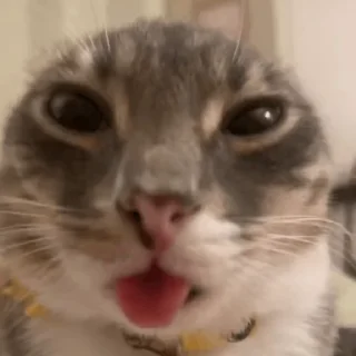 Video sticker 🌟 silly cat rigby