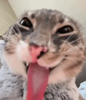 Video sticker 🌟 silly cat rigby