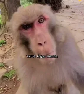 Video sticker 🥹 Бибизянки 5 > @bibizyankii