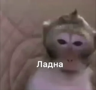 Video sticker ❤️ Бибизянки 5 > @bibizyankii