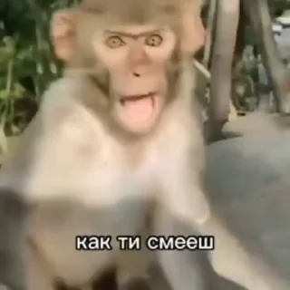 Video sticker 😳 Бибизянки 5 > @bibizyankii