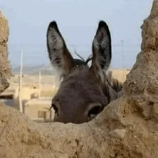 Video sticker 🎍 اگه ناراحت شدی کصمادرت