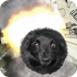 Telegram sticker 🐶 рандомная дробашня