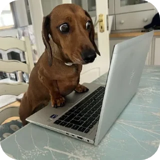 Video sticker 🐶 рандомная дробашня