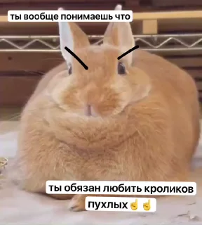 Video sticker 🌟 @Danway Ты ваще понимаешь чтоо