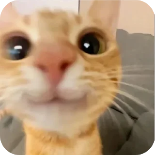 Telegram sticker 🐱 Больше стиков тут: @stikery4