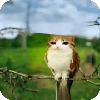 Video sticker 🐦 Больше стиков тут: @stikery4
