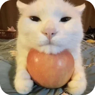 Telegram sticker 🐱 Больше стиков тут: @stikery4