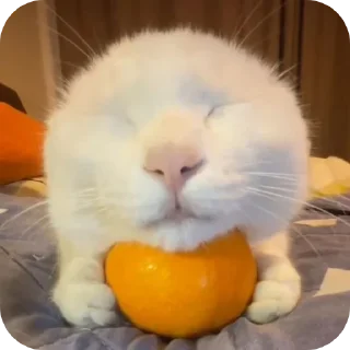 Telegram sticker 🐱 Больше стиков тут: @stikery4