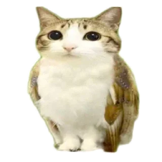 Video sticker 🐱 Больше стиков тут: @stikery4