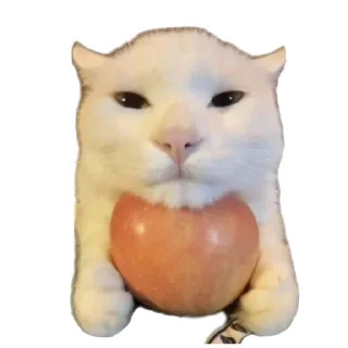 Telegram sticker 🐱 Больше стиков тут: @stikery4