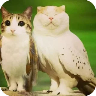 Video sticker 🐱 Больше стиков тут: @stikery4