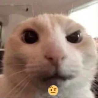 Sticker 🤨 Your stickers - @my_stckers_bot