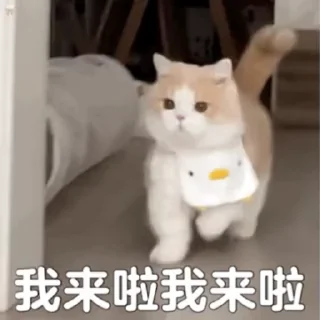 Sticker 😁 非洲小白脸 招商55% @OB_518