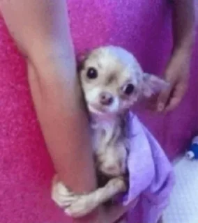 Telegram sticker 🙈 чихуи🍓@ltsex