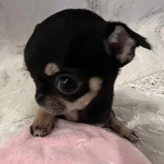 Video sticker 🤩 чихуи🍓@ltsex