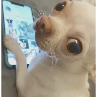 Telegram sticker 🐶 чихуи🍓@ltsex