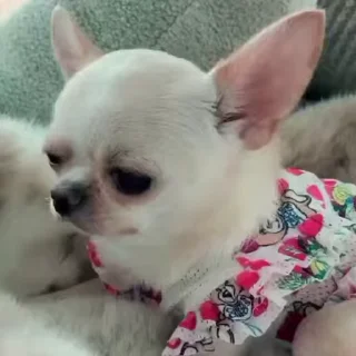 Video sticker 🐾 чихуи🍓@ltsex