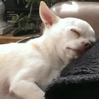 Telegram sticker 😴 чихуи🍓@ltsex