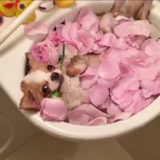 Telegram sticker 🌷 чихуи🍓@ltsex