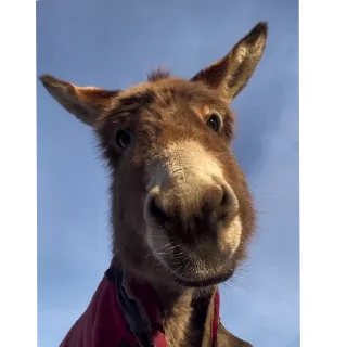 Sticker 🐶 @Randome_Gc