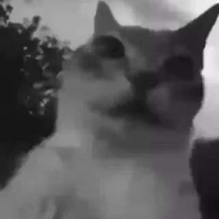 Video sticker 😀 @Randome_Gc