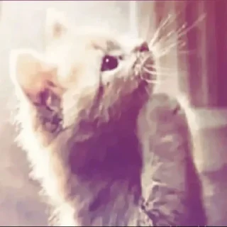Телеграм стикер 🙏 ℳℴ𝓃𝓉𝒶𝓃𝒶