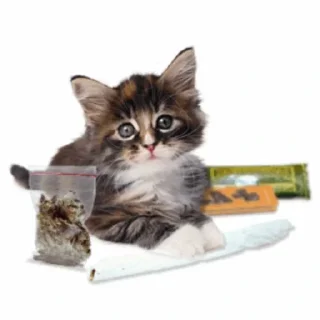Video sticker 🚬 ℳℴ𝓃𝓉𝒶𝓃𝒶