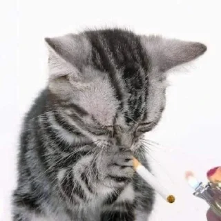 Телеграм стикер 😓 ℳℴ𝓃𝓉𝒶𝓃𝒶