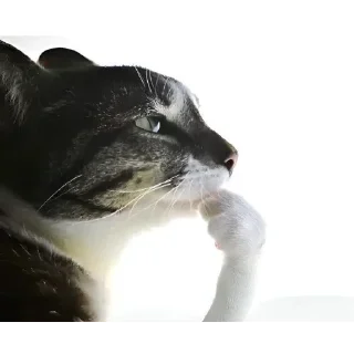 Телеграм стикер 🤔 ℳℴ𝓃𝓉𝒶𝓃𝒶