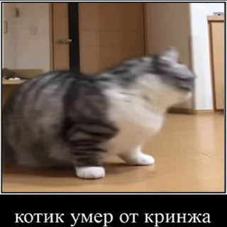 Video sticker ☠️ Создано в @sozdsti_bot