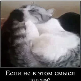 Video sticker 🍆 Создано в @sozdsti_bot