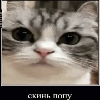 Video sticker 🍑 Создано в @sozdsti_bot