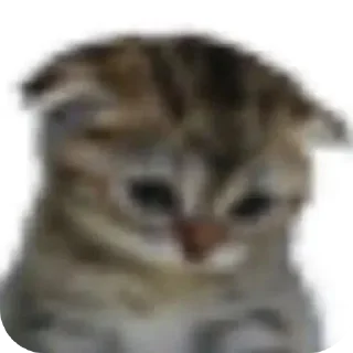 Video sticker 🐱 Больше стикеров тут: @stikery_emodzi_memy