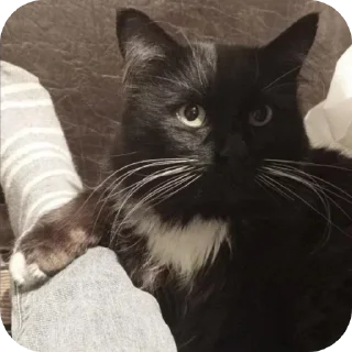 Telegram sticker 🐱 Больше стикеров тут: @stikery_emodzi_memy