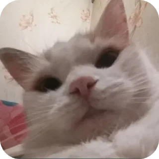 Telegram sticker 🐱 Больше стикеров тут: @stikery_emodzi_memy