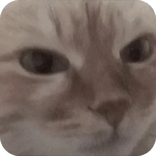 Telegram sticker 😡 Больше стикеров тут: @stikery_emodzi_memy