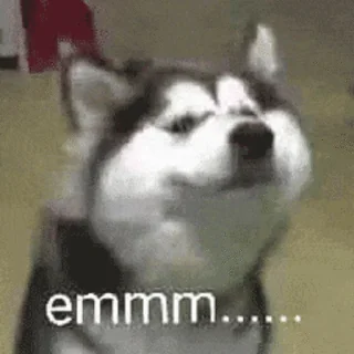 Video sticker 🤔 (•̀ϖ•́ )